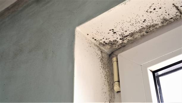 Mold Documentation for Insurance Claims in Silver Summit, UT