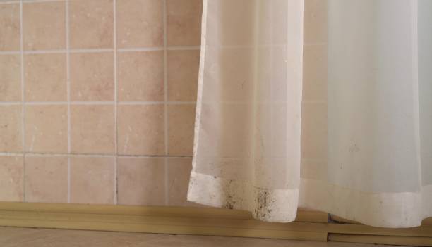 Best Mold Damage Restoration  in Silver Summit, UT