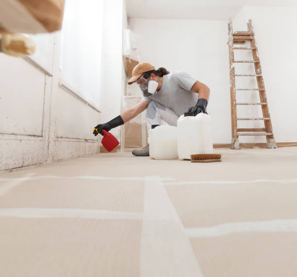 Best Black Mold Removal  in Silver Summit, UT